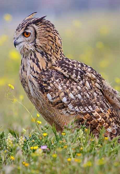 [ Al Estilo Blogger ] ¡Tag Halloween!