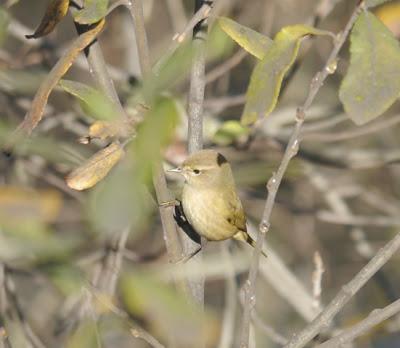 Pioyines y salgueres