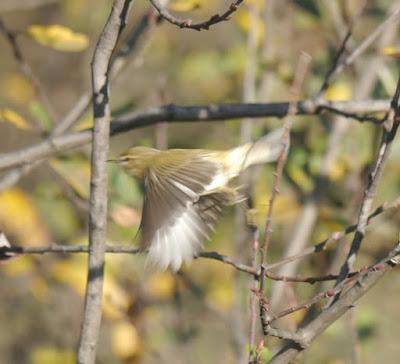 Pioyines y salgueres
