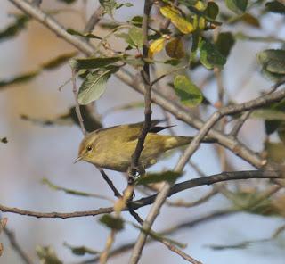 Pioyines y salgueres