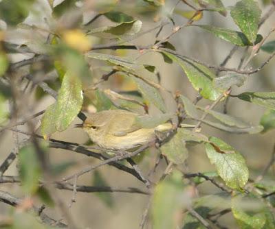 Pioyines y salgueres