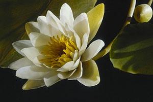 Flor de vidrio realizada por los Blaschka. Créditos HMNH.