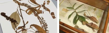 Muestra de herbario (izquierda) de una planta carnívora y la misma especie pero realizada por los Blaschka (derecha).  Tomado de HMNH.