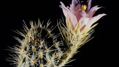 Flor de vidrio realizada por los Blaschka. Tomado de HMNH.
