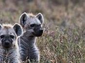 "cachorros políticos"… analogías
