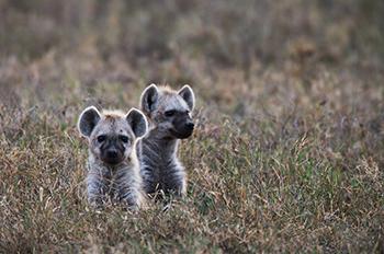 el villano arrinconado, humor, chistes, reir, satira, cachorros politicos