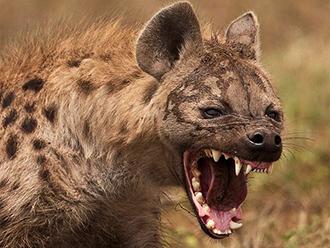 el villano arrinconado, humor, chistes, reir, satira, politico, hiena