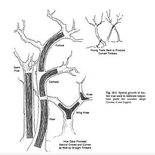 Crooked Forest: el bosque de los árboles curvos