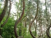 Crooked Forest: bosque árboles curvos