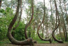 Crooked Forest: el bosque de los árboles curvos