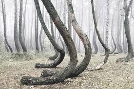 Crooked Forest: el bosque de los árboles curvos