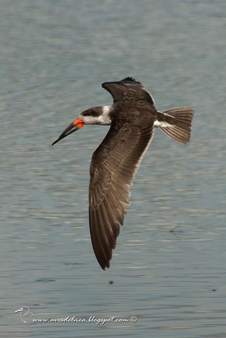 Image Hosted by UploadHouse.com