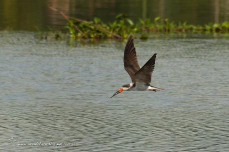 Image Hosted by UploadHouse.com