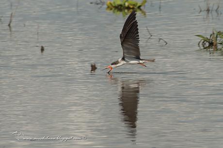 Image Hosted by UploadHouse.com