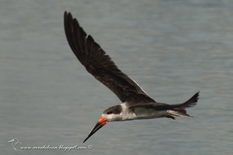 Image Hosted by UploadHouse.com