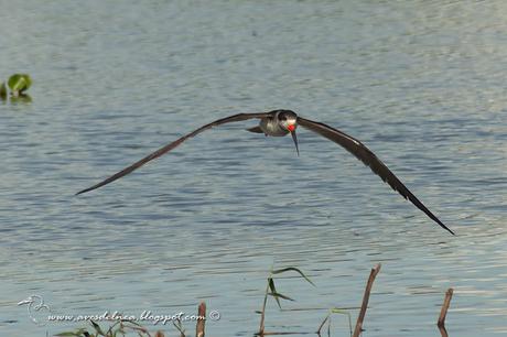 Image Hosted by UploadHouse.com