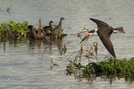 Image Hosted by UploadHouse.com