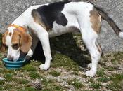 Nutrición Perros