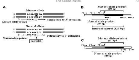 PCR polquistica renal