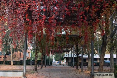 Colores de otoño. Colores de otoño.