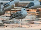Gaviotas ondarroa