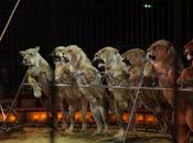 gusta circo