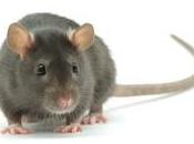consejos para eliminación ratones