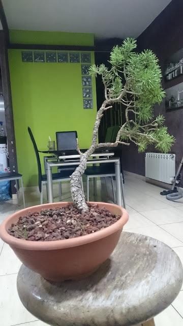 Pino literario - primera formacion