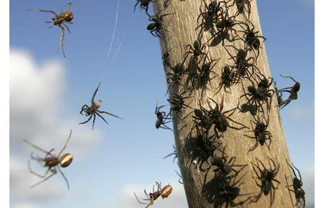 Millones de arañas volando en globo