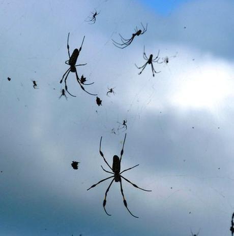 Millones de arañas volando en globo