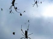 Millones arañas volando globo