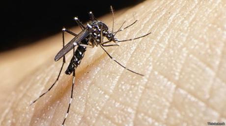 Zika se propaga por América y se extiende temor por vínculo con microcefalia