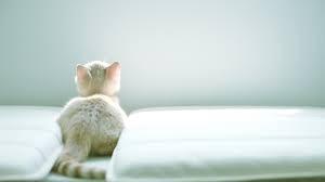 Pero, ¿Qué significado tiene soñar con un colchón? sueño con un colchón