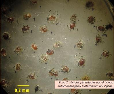 CHILE: Control biológico de Varroa destructor con hongos entomopatógenos.