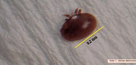 CHILE: Control biológico de Varroa destructor con hongos entomopatógenos.