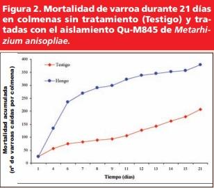 CHILE: Control biológico de Varroa destructor con hongos entomopatógenos.