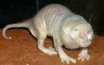 Ratopín