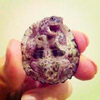 ¡Rapsodia Literaria cumple CINCO años!