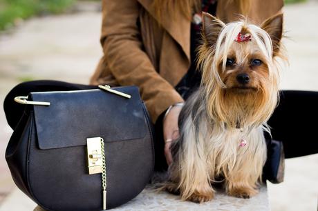 chloe bag and dog
