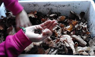 Aprendiendo agricultura ecológica