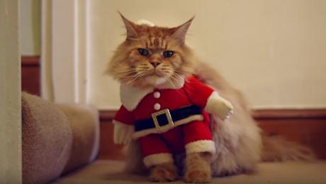 Este anuncio pide perdón a los gatos por las “atrocidades” que sus dueños les hacen en Navidad