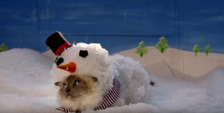 Este anuncio pide perdón a los gatos por las “atrocidades” que sus dueños les hacen en Navidad