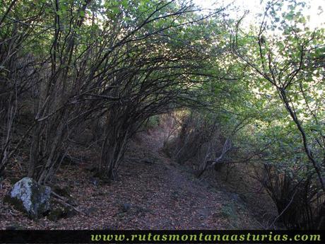 Senda Cartero, Peña Salón y Vibolines: Atravesando bosque cerca de Víboli