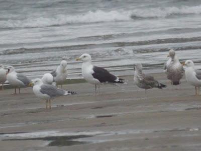 Gavión en otoño atípico