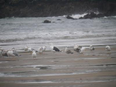 Gavión en otoño atípico