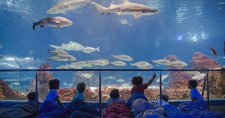 Plan Familiar, dormir con tiburones en L’Aquàrium de Barcelona.