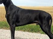 Perros Gran danés; Conoce raza grande mundo
