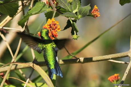 El picaflor y la camará
