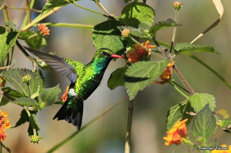 El picaflor y la camará