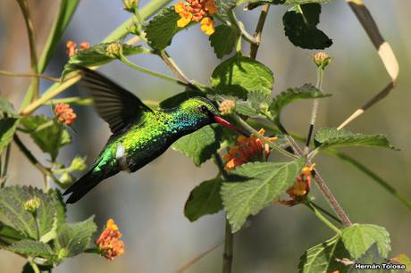 El picaflor y la camará